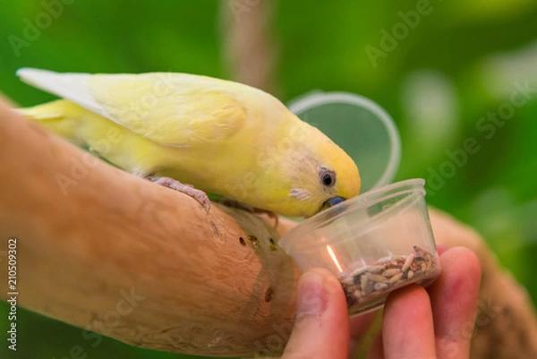 Obraz Parrot feed with hands