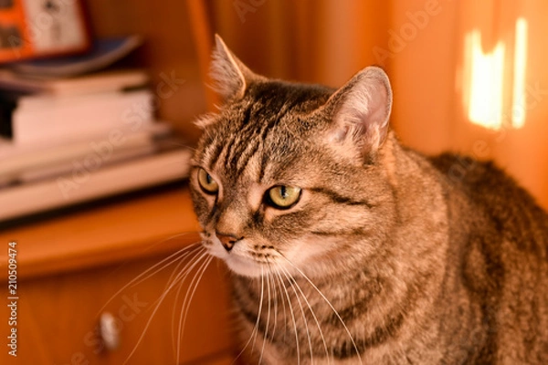 Obraz Portrait of a cat