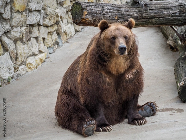 Obraz Brown big bear