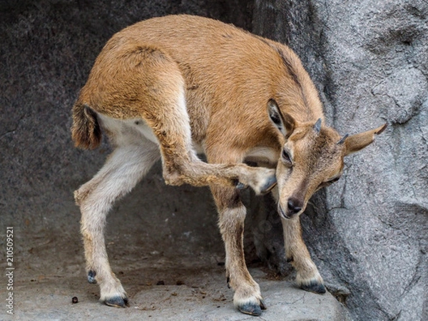 Obraz Mountain young goat