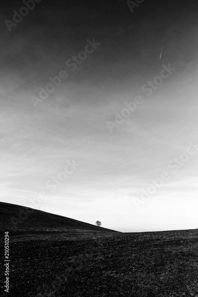 Fototapeta A distant, lonely tree on a bare hill, beneath a big sky with white clouds