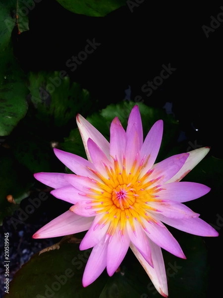Fototapeta Pink and white lotus with green leaves in the pond.