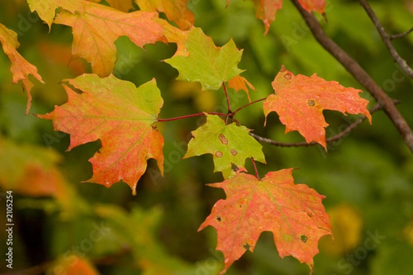 Obraz feuillage automnal 1