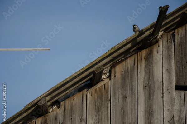 Obraz sparrows sit on the roof