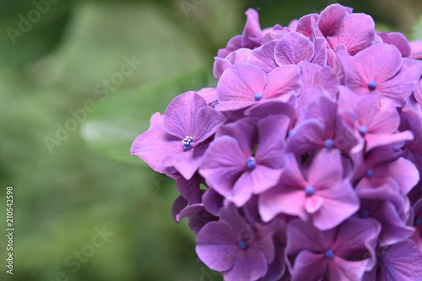 Fototapeta 公園の紫陽花