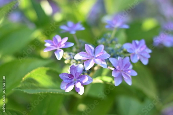 Fototapeta あじさい