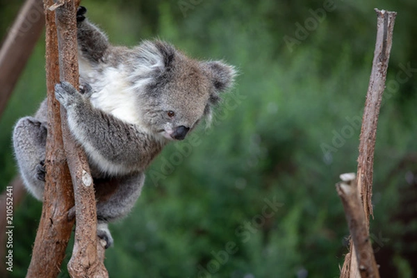 Fototapeta Koala
