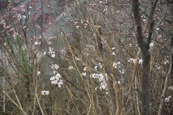 Obraz flower in mountain during spring surrounded with pollution 