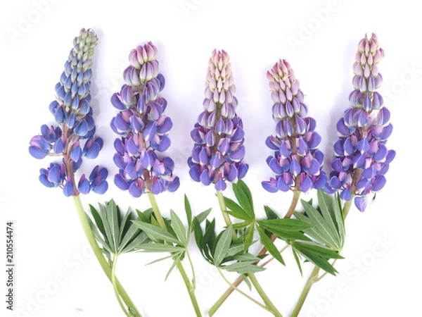 Obraz lupine flowers on white background