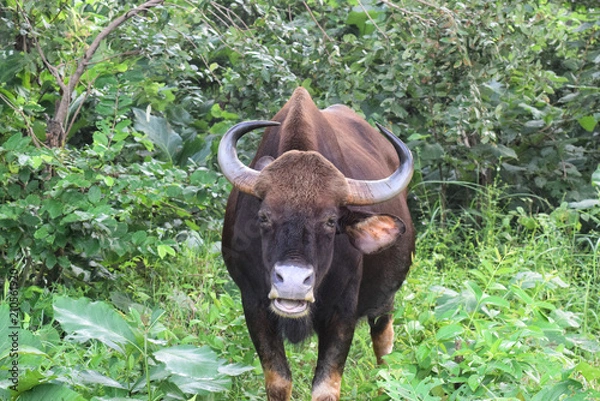Obraz Bison