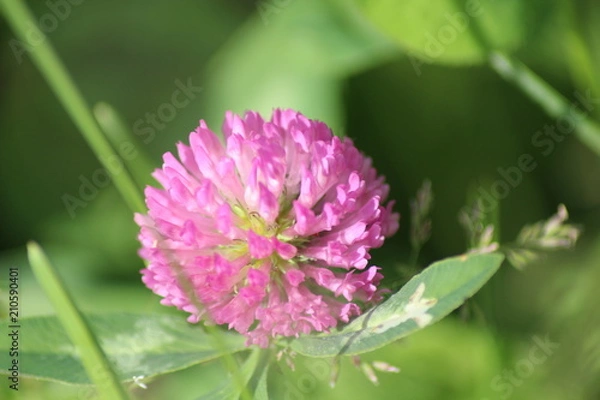 Obraz Rosa Klee