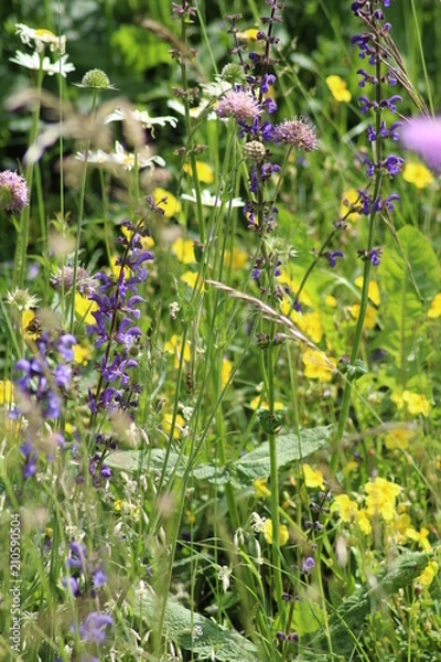Obraz Blumenwiese Südtirol
