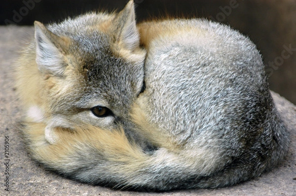 Obraz kit fox