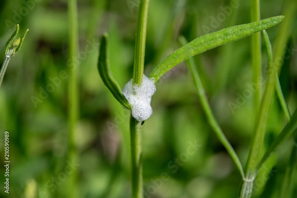 Fototapeta Cuckoo spit, caused by froghopper nymphs (Philaenus spumarius)