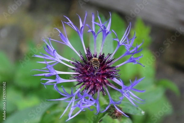 Obraz Blume mit Insekt