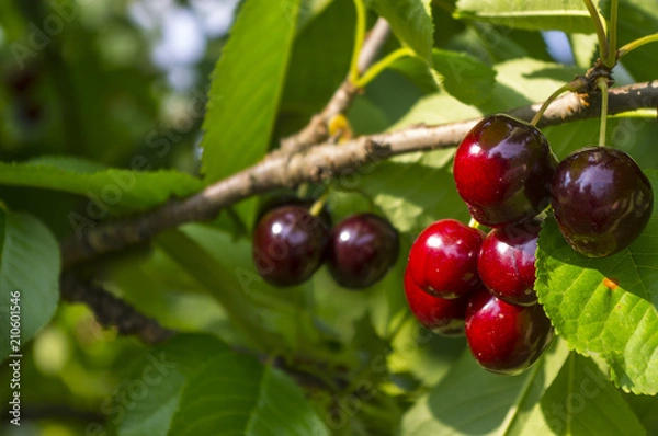 Obraz Rosnące czereśnie