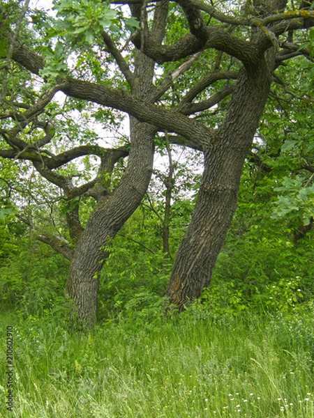 Obraz beautiful spring forest and grass