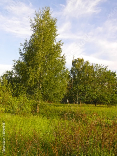 Fototapeta young birch trees on the edge of the forest