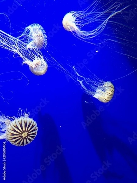 Fototapeta Jellyfish