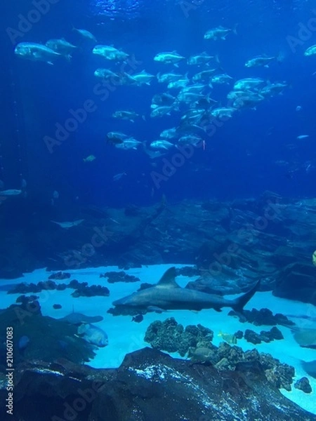 Fototapeta Aquarium
