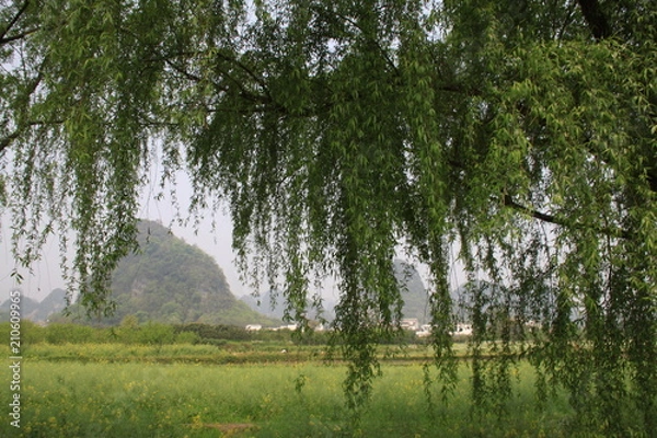 Obraz Tree and mountain 