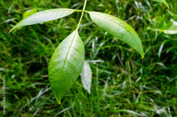 Obraz Shiny Green Leaves over Grass
