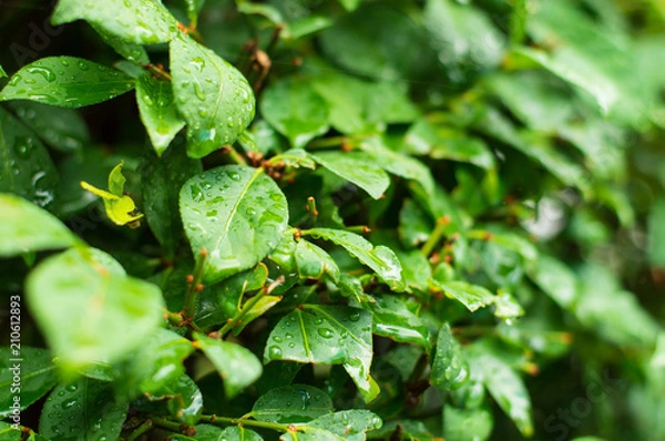 Obraz Raindrops on Leaves