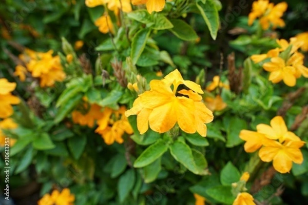 Obraz Blooming crossandra(crossandra infundibuliformis) flowers on blurred background. Yellow flowers as a background. Flora background.