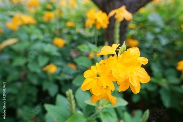 Obraz Blooming crossandra(crossandra infundibuliformis) flowers on blurred background. Yellow flowers as a background. Flora background.