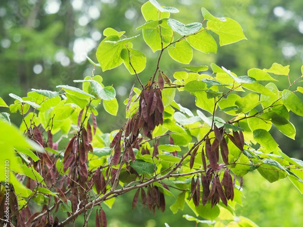 Fototapeta ハナズオウ