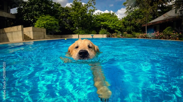 Obraz Golden Retriever Puppy (Dog) Exercises in Swimming Pool