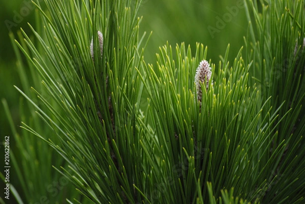 Fototapeta Pinus pinea tree branch close up