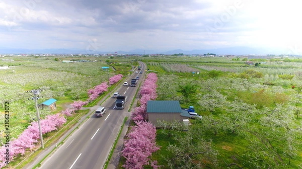 Fototapeta 花街道