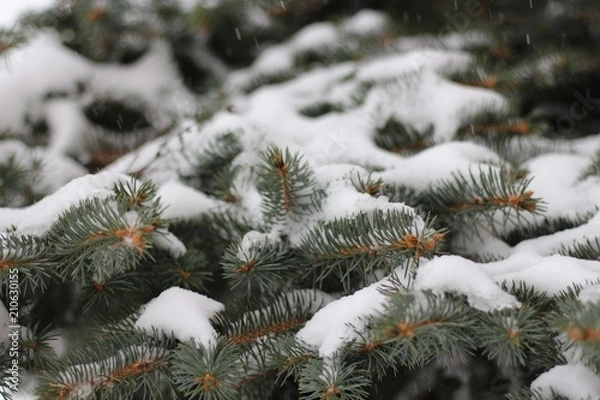 Fototapeta Ароматы лета