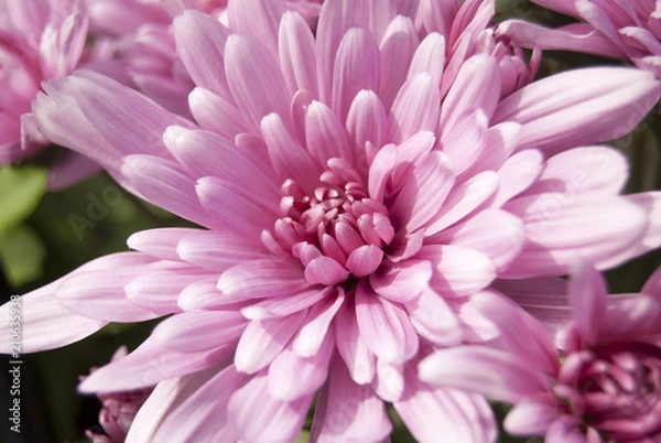 Fototapeta Pink daisy close up
