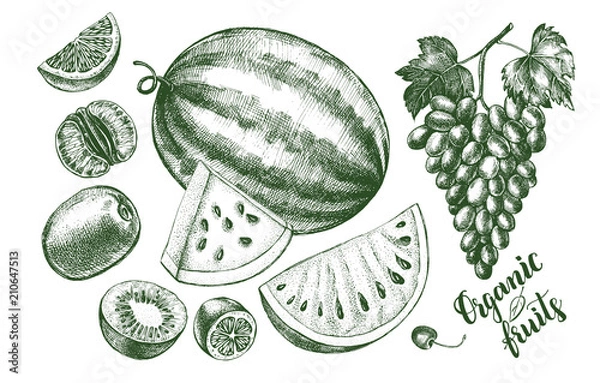 Fototapeta Atrament ręcznie rysowane zestaw owoców - arbuz, winogrona, kiwi, mandarynka. zbiór elementów zbioru z napisem w stylu kaligrafii pędzla. Ilustracji wektorowych.