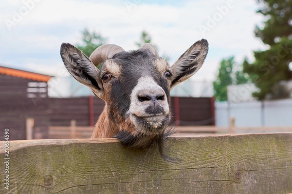 Obraz the goat chews