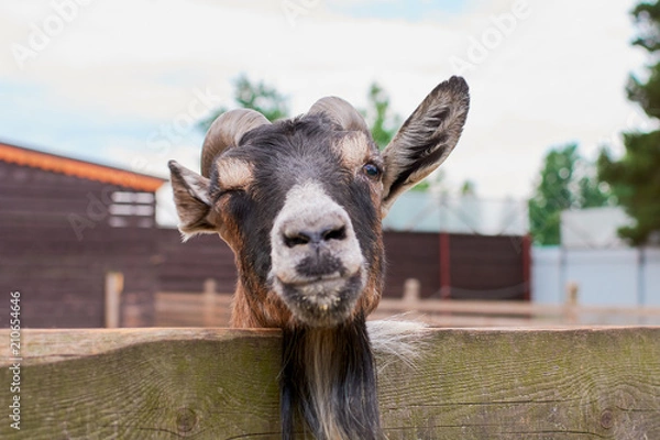 Obraz the goat chews