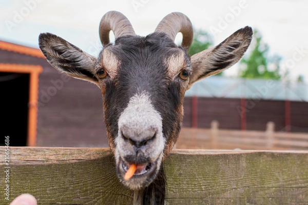 Obraz the goat chews