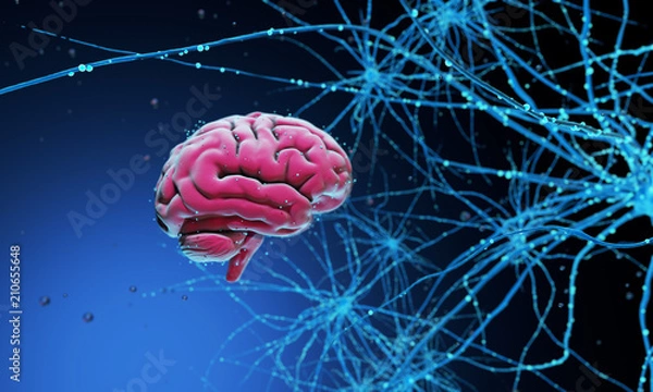 Obraz 3D human brain