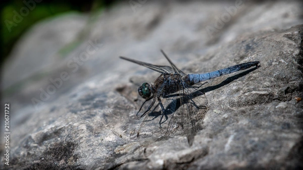 Obraz Besuch einer Libelle