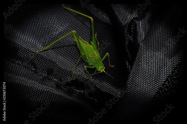 Obraz Mein Freund der Grasshüpfer