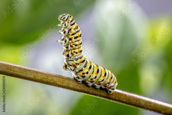 Fototapeta Butterfly Machaon Caterpillar