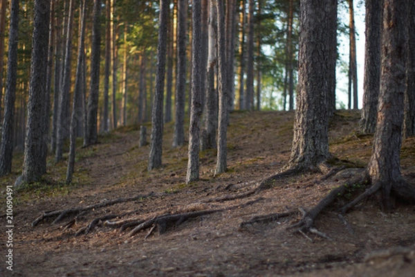 Fototapeta Pine forest with roots sticking out of the ground