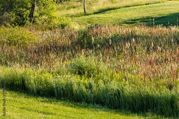 Fototapeta Reeds and cattails of a small area of wetlands in West Virginia.