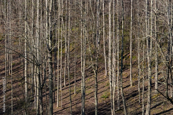 Fototapeta A forest in early spring with shadows at an angle.