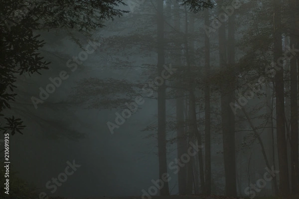 Fototapeta Gloomy, spooky trees standing in the fog or mist.