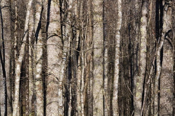 Fototapeta Tree trunks in early spring.