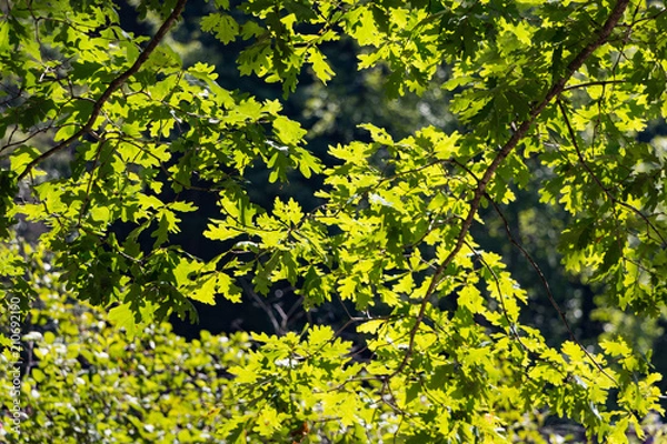 Fototapeta Oak tree branches with green leaves in the sunlight.
