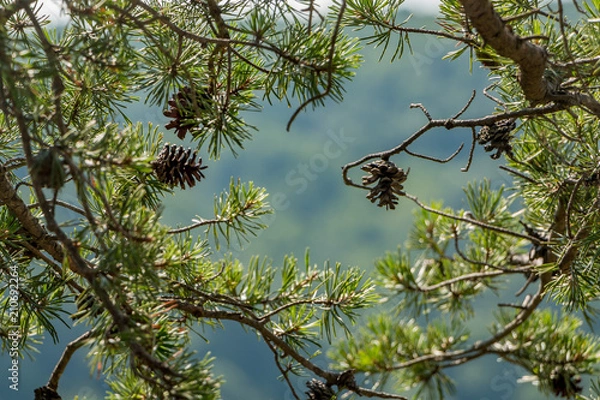 Fototapeta Pine cones on tree branches in the sunlight.